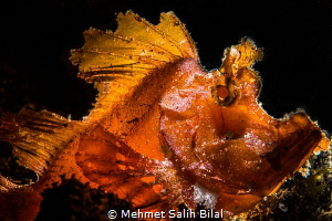 Rhinopia Eschmeyeri, Tulamben.
Dominantly snooted backli... by Mehmet Salih Bilal 